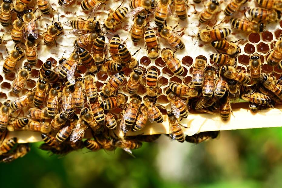 Unbekannte stehlen mehrere Bienenstöcke
