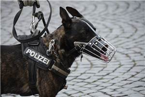 Einbrecher leistet Widerstand: Polizeihund kommt zum Einsatz