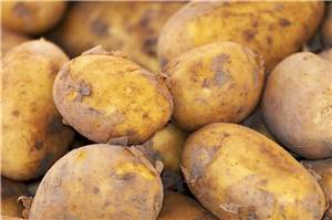 180 Kilo Beute: Diebesbande bedient sich auf Kartoffelfeld