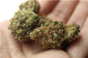 A3: Zoll beschlagnahmt Marihuana im Wert von 200.000 Euro