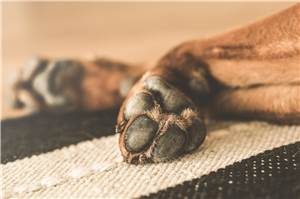 Euskirchen: Hundehalterin entdeckt Giftköder bei Spaziergang
