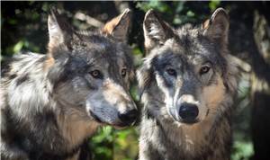 Dialog und konsequentes
Handeln im Wolfsmanagement