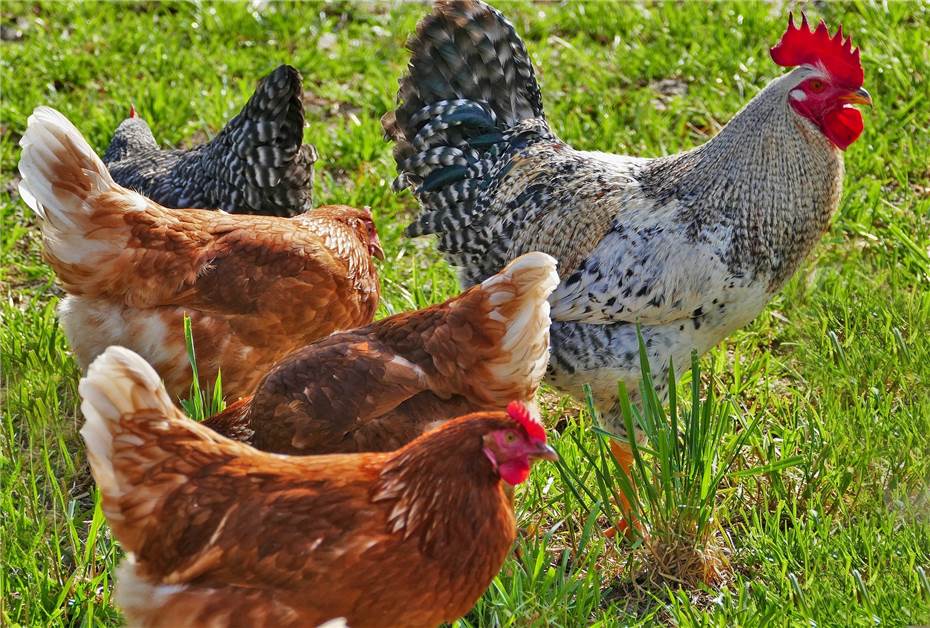Hühner zu laut: Nachbarin will Tierhaltung gerichtlich verbieten lassen