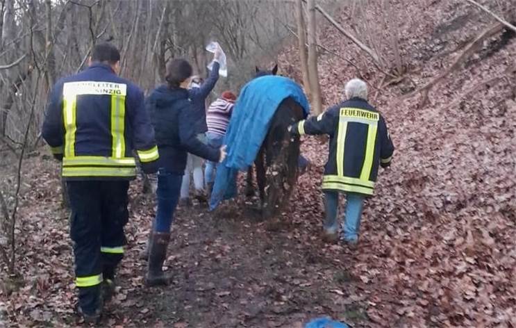 Sinzig: Feuerwehr rettet eingeklemmtes Pferd
