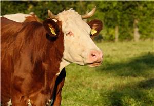 Rinder-Exporte: Landwirte irritiert über öffentliche Pauschalkritik