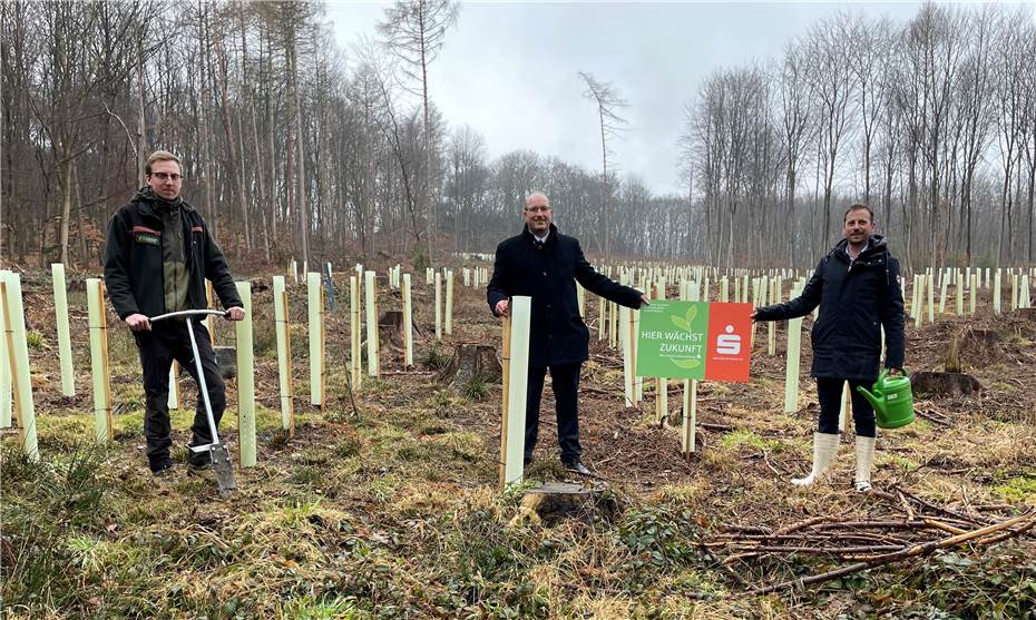 6.000 neue Bäume gepflanzt