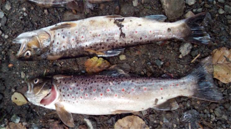 Elzbach: Tote Fische beschäftigen Behörden