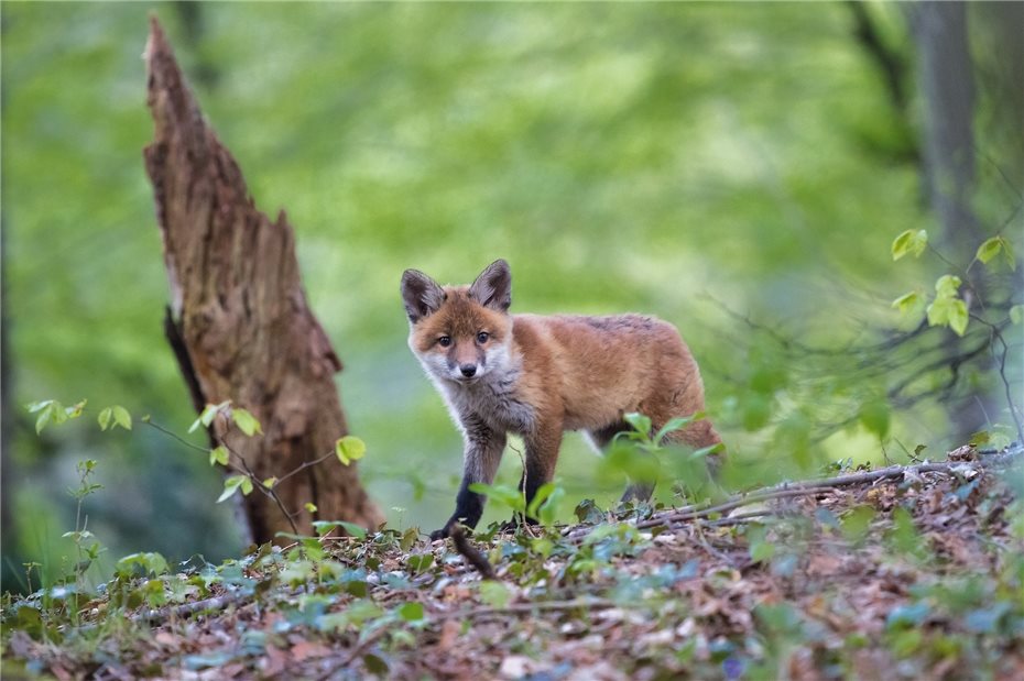 Organisationen prangern grausame Fuchswochen an