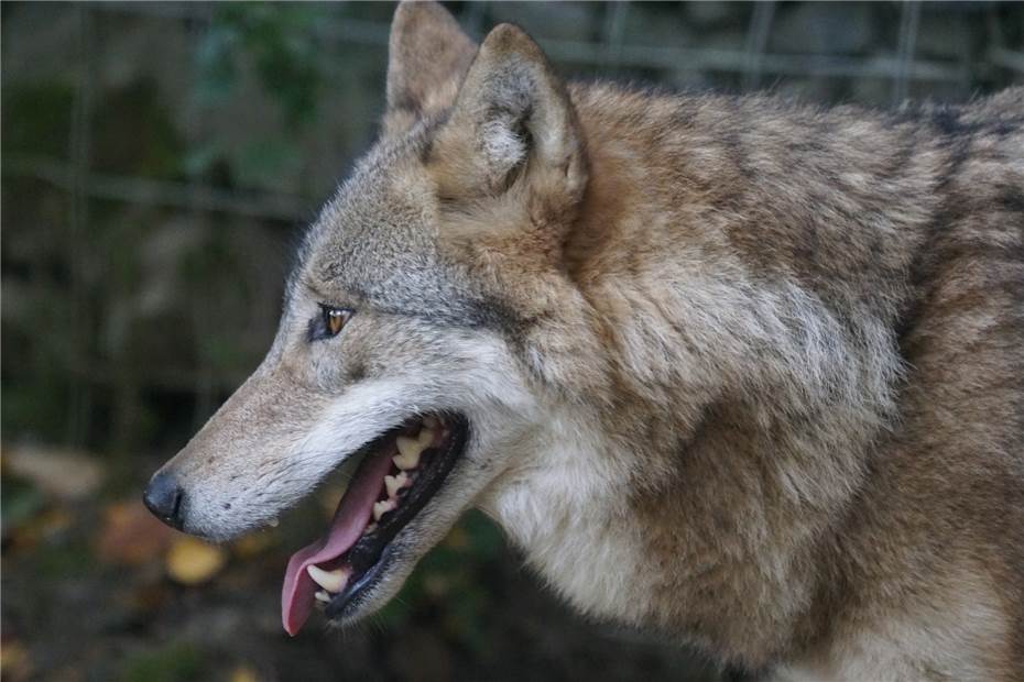 Westerwald: Nutztierreißende Wölfe sollen mit Sendern versehen werden 